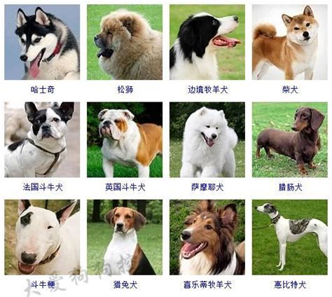 四隻狗|犬種列表